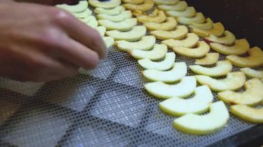 Adamın eli meyve kurutma makinesi tepsisinde elma parçaları bırakır. Organik elma cipsi pişirme süreci.