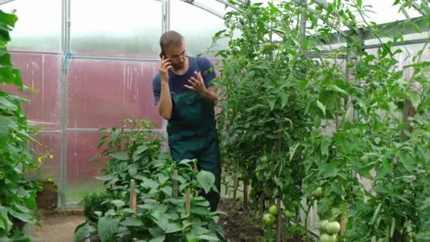 Joven Granjero Barbudo Hablando Por Teléfono Inteligente Examinando Plantas Tomate — Vídeo de stock