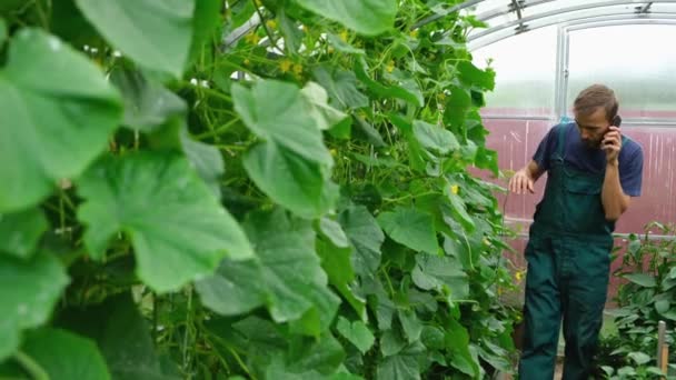 ハンサムなひげ農家や庭師がスマートフォンで話し 彼の温室でキュウリの植物を調べる — ストック動画