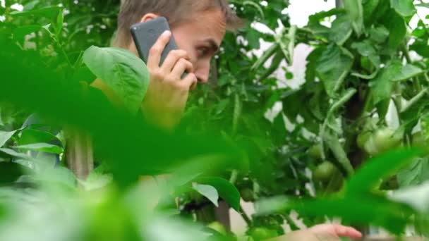 Beau Jeune Fermier Barbu Parlant Sur Smartphone Examinant Lit Tomates — Video