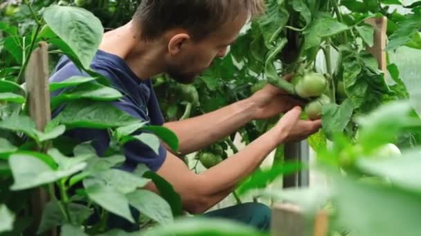 Mladý Vousatý Farmář Zkoumá Rajské Rostliny Skleníku Pojetí Ekologického Zemědělství — Stock video