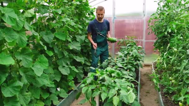収穫が良いので 設備と新鮮な野菜が温室で踊る幸せな成功した男性農家 — ストック動画