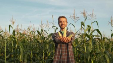 Mısır tarlasında üç taze mısır koçanı ile mutlu çiftçi. Hasat mevsimi. Yakışıklı gülümseyen adam agronomist kameraya mısır gösteren.