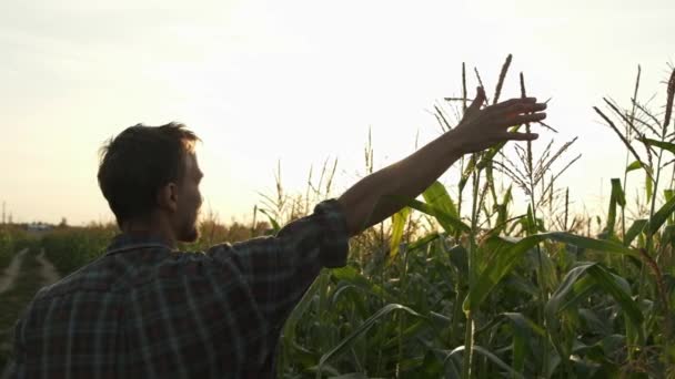 Boer Hand Raakt Toppen Van Maïsplanten Cornfield Bij Zonsondergang Landbouw — Stockvideo