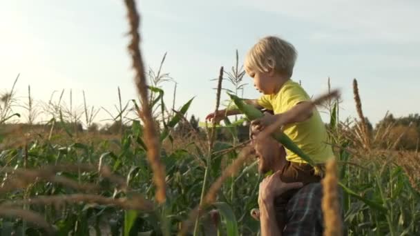 快乐的小父亲在玉米地里把孩子扛在肩上 小男孩打开玉米棒 — 图库视频影像