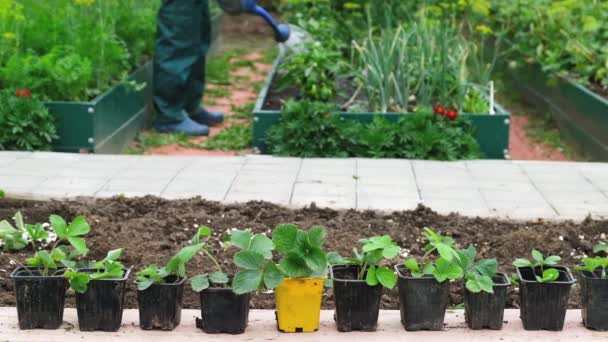 前景のイチゴの苗 背景に野菜のベッドを散水する庭師 ガーデニング 自然農業の概念 — ストック動画