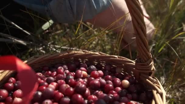 Äldre Kaukasiska Kvinnan Plocka Vilda Tranbär Oxycoccus Macrocarpus Träsk Närbild — Stockvideo