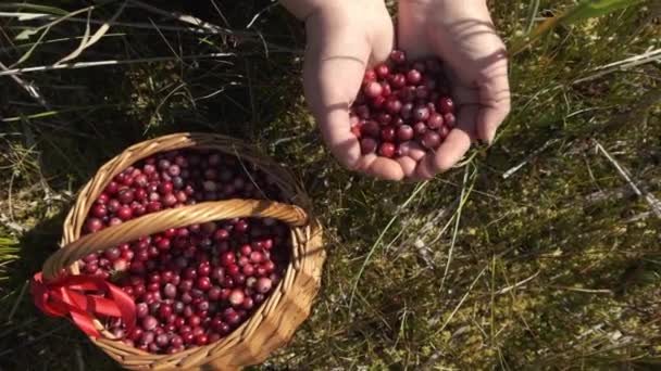 Zbieranie Jagód Starszy Kobieta Ręce Świeżych Dojrzałych Żurawiny Kosz Pełen — Wideo stockowe