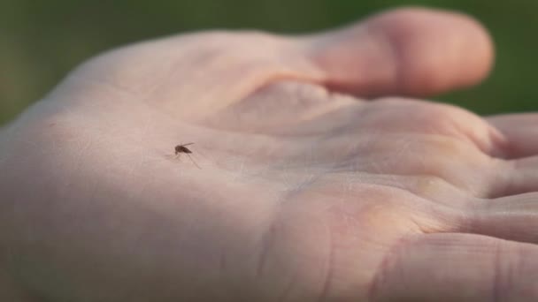 Mosquito Sienta Palma Humana Bebe Sangre Hombre Aprieta Mano Puño — Vídeo de stock