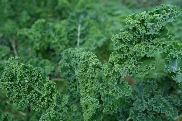 Curly-leaf kale cabbage on vegetable bed. Healthy food concept. Natural green background. — Stock Photo, Image