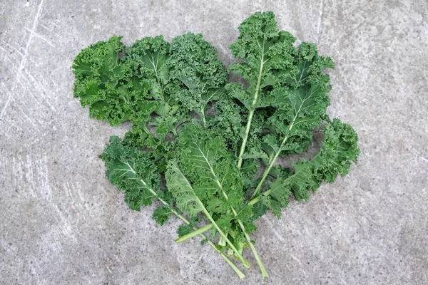 Daun kubis kale yang bisa dimakan keriting pada latar belakang semen abu-abu. Kale mentah menyediakan sejumlah besar vitamin K. Konsep pangan yang sehat . — Stok Foto