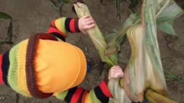 Renkli örgü süveter giyen tatlı çocuk sonbahar mısır tarlasında taze mısır koçanı topluyor. Küçük çocuk darı ile oynuyor. Yukarıdan görüntüle.
