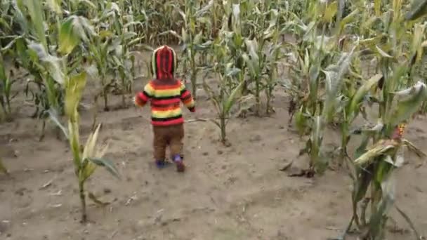 Apa Kisfia Felzárkóznak Kukoricaföldön Lévő Magas Kukoricanövények Közé Együtt Lenni — Stock videók
