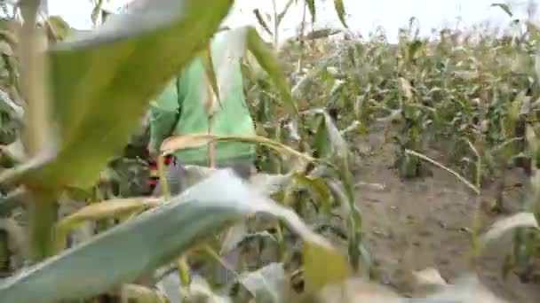 Vater Und Sein Kleiner Junge Spielen Zwischen Hohen Maispflanzen Maisfeld — Stockvideo