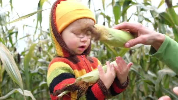 農夫の父はトウモロコシの熟した穂軸をトウモロコシ畑に若い息子の手に渡す 家族の農業 収穫期または有機農業の概念 — ストック動画
