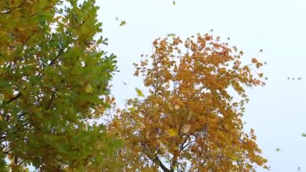 오크와 포플러 나무에서 노란빛을 아름답게 회전하다가 동작으로 떨어진다 — 비디오
