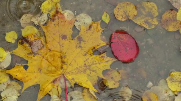 Regendruppels Vallen Plas Met Gevallen Herfstbladeren Herfst Stemming Seizoensgebonden Natuur — Stockvideo