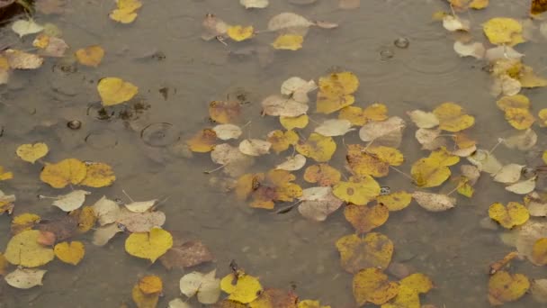 Σταγόνες Βροχής Πέφτουν Λακκούβα Πεσμένα Φθινοπωρινά Φύλλα Βροχερή Φθινοπωρινή Εποχή — Αρχείο Βίντεο