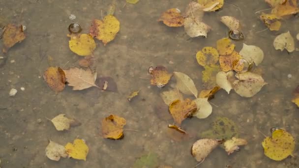 雨滴与秋天落叶一起落在水坑里 大自然多雨的季节的细节 秋天的心情 慢动作 — 图库视频影像