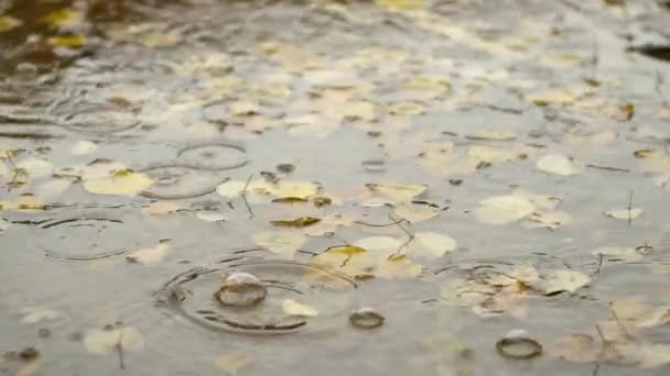 Herfst Bladeren Plas Water Onder Regendruppels Herfst Stemming Seizoensgebonden Natuur — Stockvideo