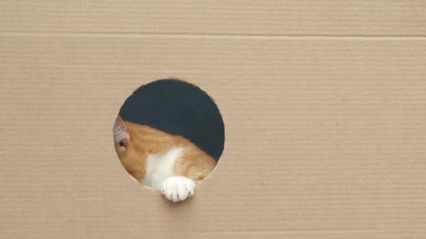 黄色の目をしたかわいい好奇心旺盛な生姜のタビー猫は 段ボール箱の丸い穴を通って見えます スローモーション — ストック動画