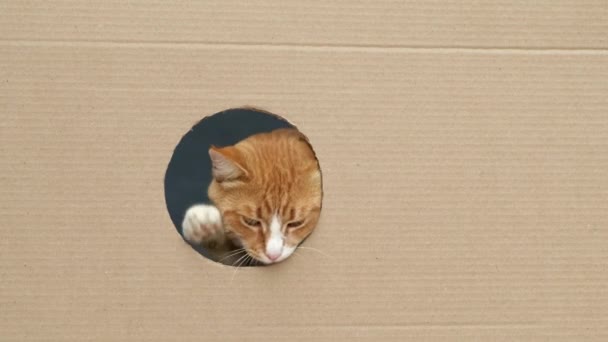 Χαριτωμένη Περίεργη Γάτα Πιπερόριζα Κοιτάζει Μέσα Από Στρογγυλή Τρύπα Χαρτόκουτο — Αρχείο Βίντεο