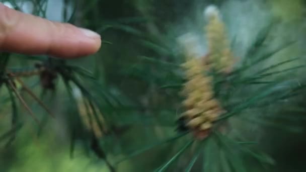 Slow Motion Närbild Finger Hit Kottar Och Hel Del Pollen — Stockvideo