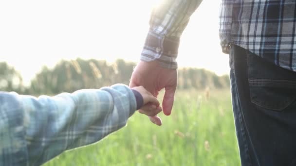 父と彼の小さな息子の手を保持し カメラから離れて 日没の夏のモトリー草のフィールドを歩いてください 幸せな家族の瞬間 — ストック動画