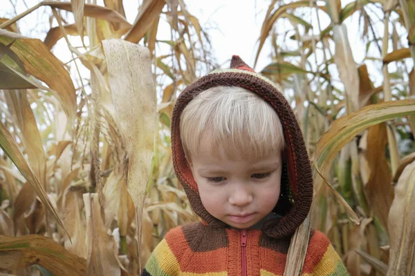 秋のトウモロコシ畑で失われたカラフルなニットセーターでかわいい悲しい子供の男の子の肖像画 子供の頃 秋の気分の概念 — ストック写真
