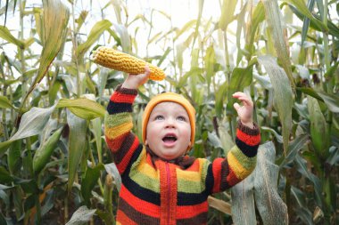 Renkli örgü süveter giyen, mısır tarlasında mısır koçanıyla oynayan tatlı, gülümseyen çocuk. Mutlu çocukluk, sonbahar havası, macera ve doğa kavramını keşfetmek.