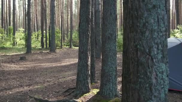 Güzel Bir Çam Ormanının Ortasında Turist Kampı Çadırı Yürüyüş Yürüyüş — Stok video