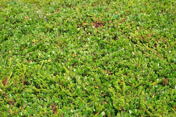 Textura Uma Grama Verde Jovem Musgo Contexto Textura Flora — Fotografia de Stock