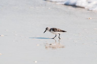 Meksika Körfezi coastlline besleme sanderling
