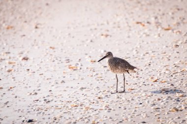 Willet Vadisi üzerinde Marco Island, Florida