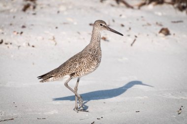 Willet Vadisi üzerinde Marco Island, Florida