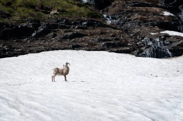 雪上的大角羊 — 图库照片
