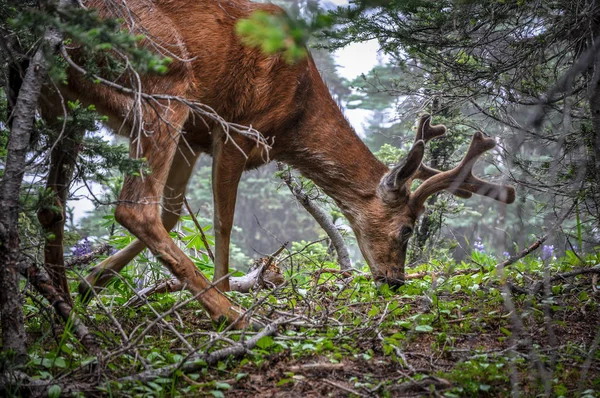 Unga Manliga Hjortar Som Betar Skogen — Stockfoto