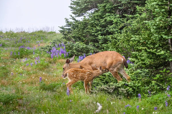 在草地上照顾小鹿和母鹿 — 图库照片