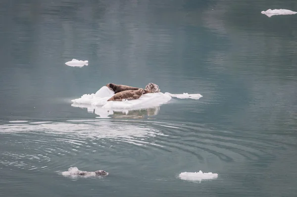 Three Seals Resting Piece Ice — Stock Photo, Image