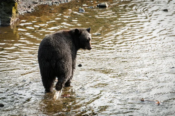 Urso Negro Olha Para Trás Enquanto Caminha Riacho Ketchikan Alasca — Fotografia de Stock