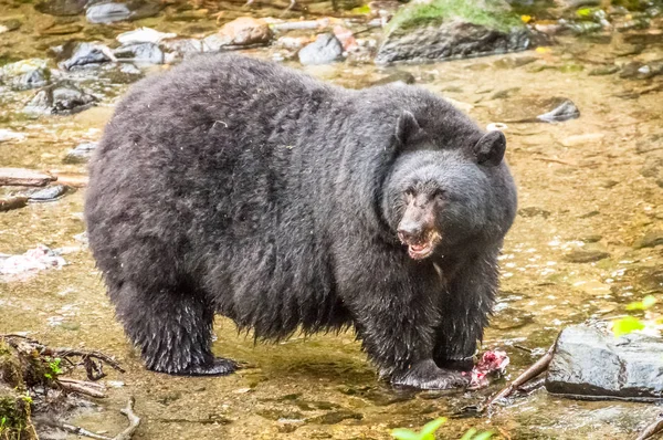 Bear Standing Creek Remain Salmon Ketchikan Alaska — Stock Photo, Image