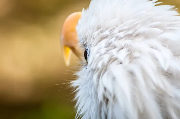 Bald eagle turned away — Stock Photo, Image