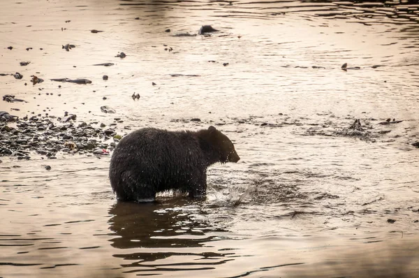 Urso castanho em Eagle Creek Fotos De Bancos De Imagens