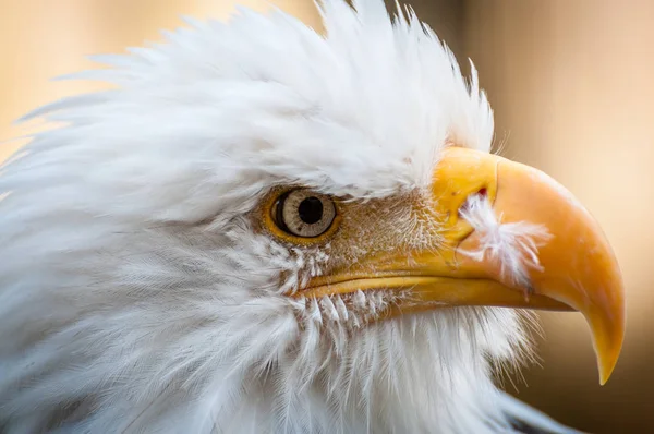 Profile of an bald eagle with injured beak Stock Photo