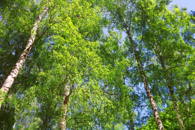 İlkbaharda yeşil yapraklı huş ağaçları