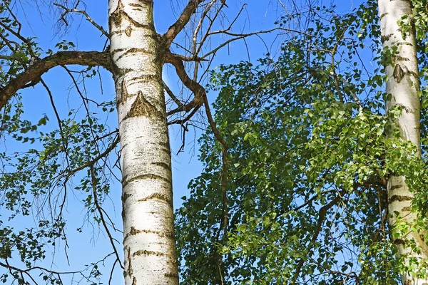 Forêt Bouleaux Feuillage Vert Printemps — Photo