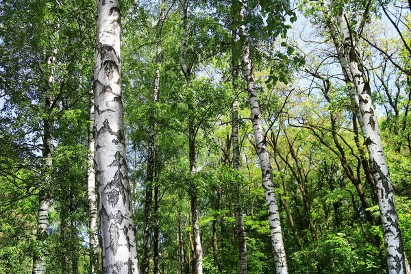 Березовий Ліс Зеленим Листям Навесні — стокове фото