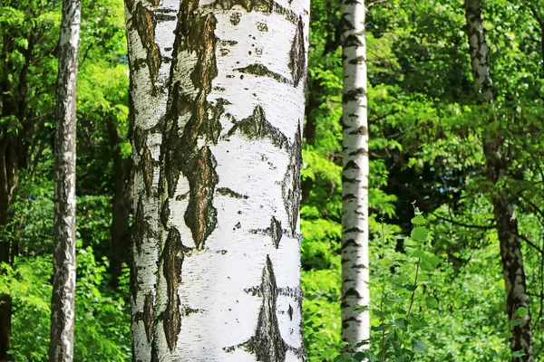 Birkenwald Mit Grünem Laub Frühling — Stockfoto