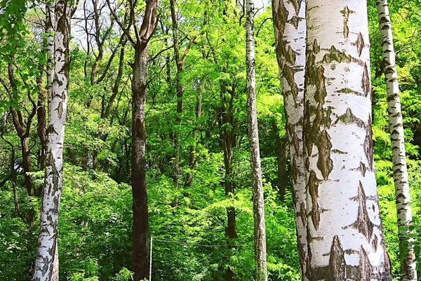 Březový Les Zeleným Listím Jaře — Stock fotografie