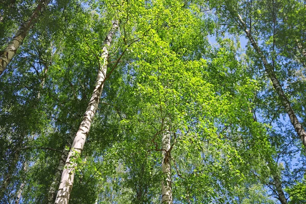 Birch Forest Green Foliage Spring — Stock Photo, Image
